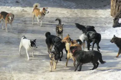 Касымбек: "Ежедневно в Астане отлавливают 100 бродячих собак" 